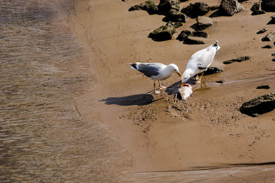 High angle view of seagull feeding on fish at beach