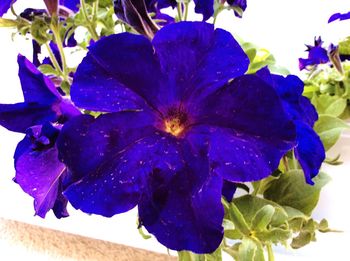 Close-up of purple flowers