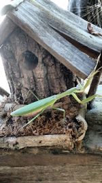 Close-up of insect