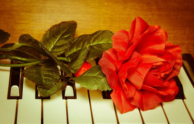 Close-up of red rose on leaves