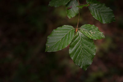 Close-up of leaves on plant