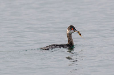 Bird swimming in lake