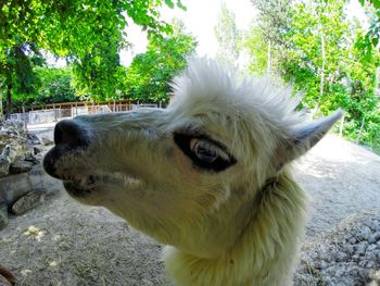 Close-up of a dog