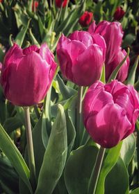 Close-up of pink flowers blooming outdoors
