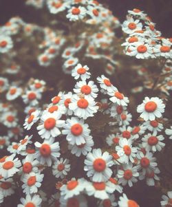 Close-up of flowers