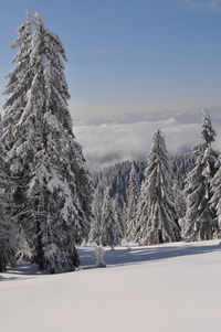 Trees on snow covered landscape against sky