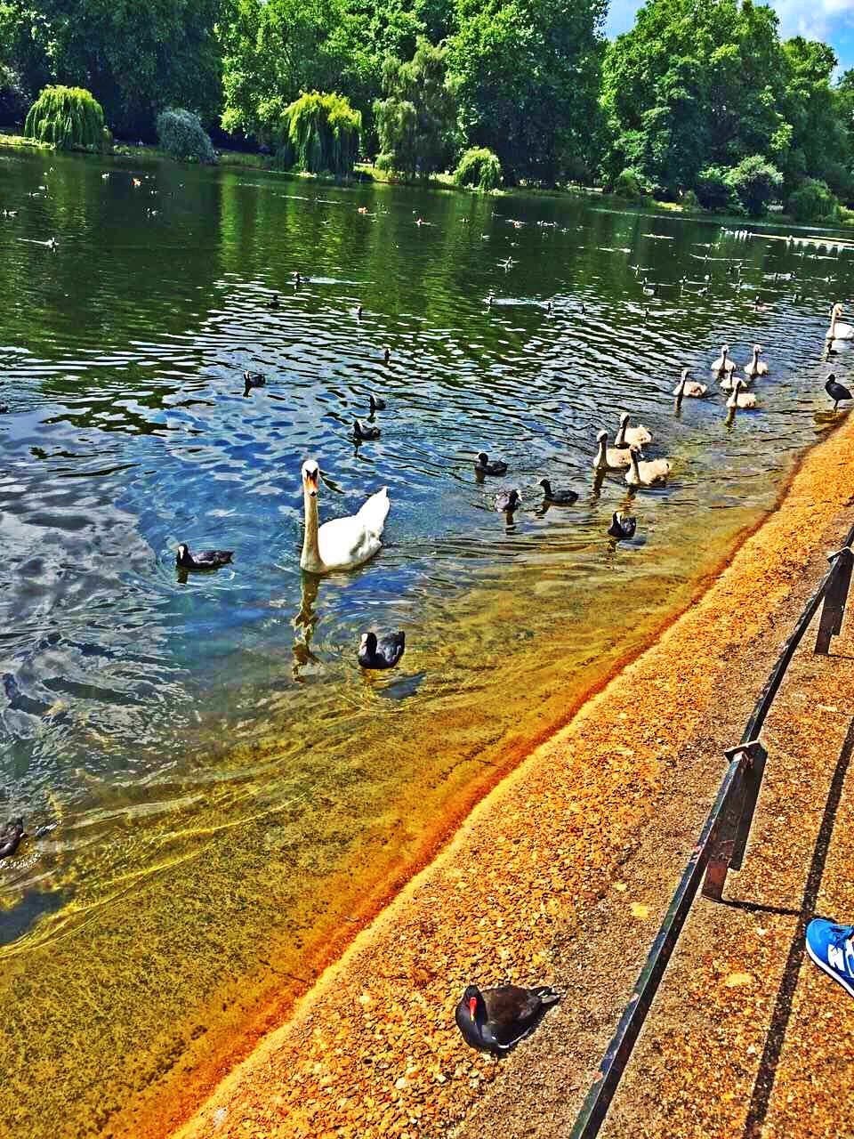 bird, animals in the wild, animal themes, wildlife, water, duck, flock of birds, tree, lake, nature, medium group of animals, high angle view, sunlight, tranquility, river, outdoors, day, beauty in nature, reflection