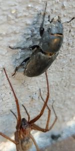 High angle view of insect on land