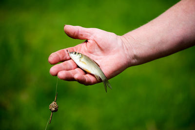 Cropped image of hand holding fish with fishing hook