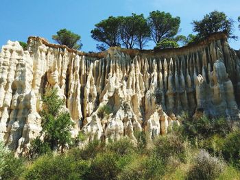 Low angle view of trees against clear sky
