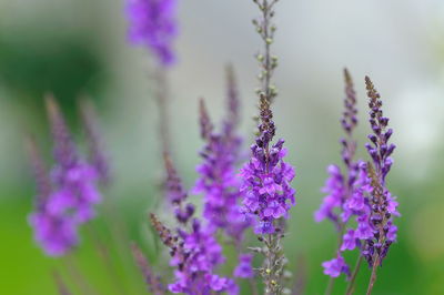 Close-up of purple flowers blooming outdoors