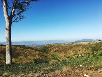 Scenic view of field against clear blue sky
