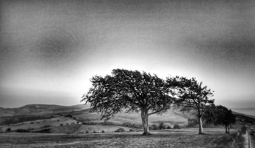 Tree on field against sky