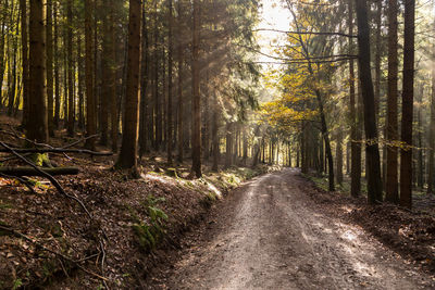 Dirt road amidst trees in forest