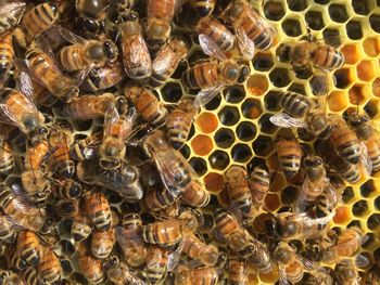 Close-up of bees