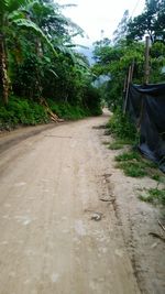 Dirt road amidst trees against sky