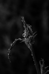 Close-up of water drops on plant