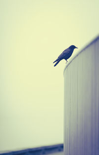 Close-up of bird perching on wall