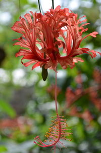 Close-up of red flower