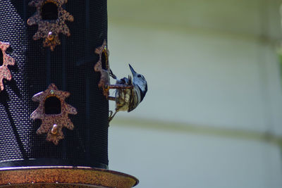 Close-up of butterfly on the wall