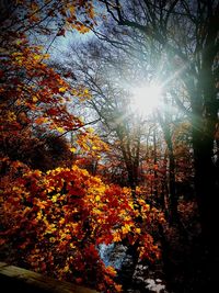 Sun shining through trees