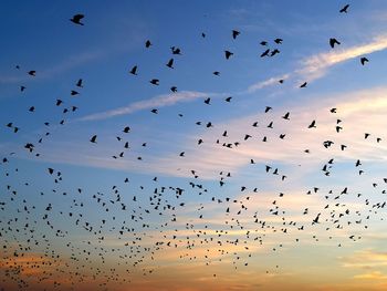 Flock of birds flying in sky