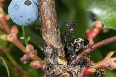 Close-up of berries on tree