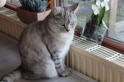 Close-up of cat sitting on table at home