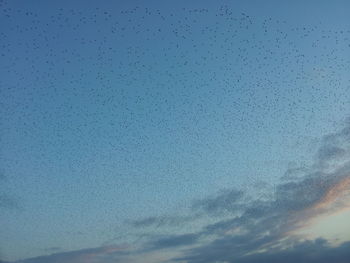 Low angle view of birds flying in sky