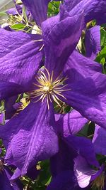 Close-up of purple flowers