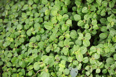 High angle view of leaves on field