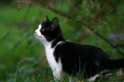 Cat looking away in a field