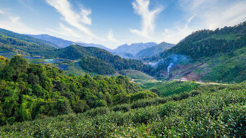 Landscape view of tea plantation and nature background with blue sky in thailand