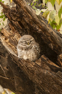 Bird perching on tree trunk