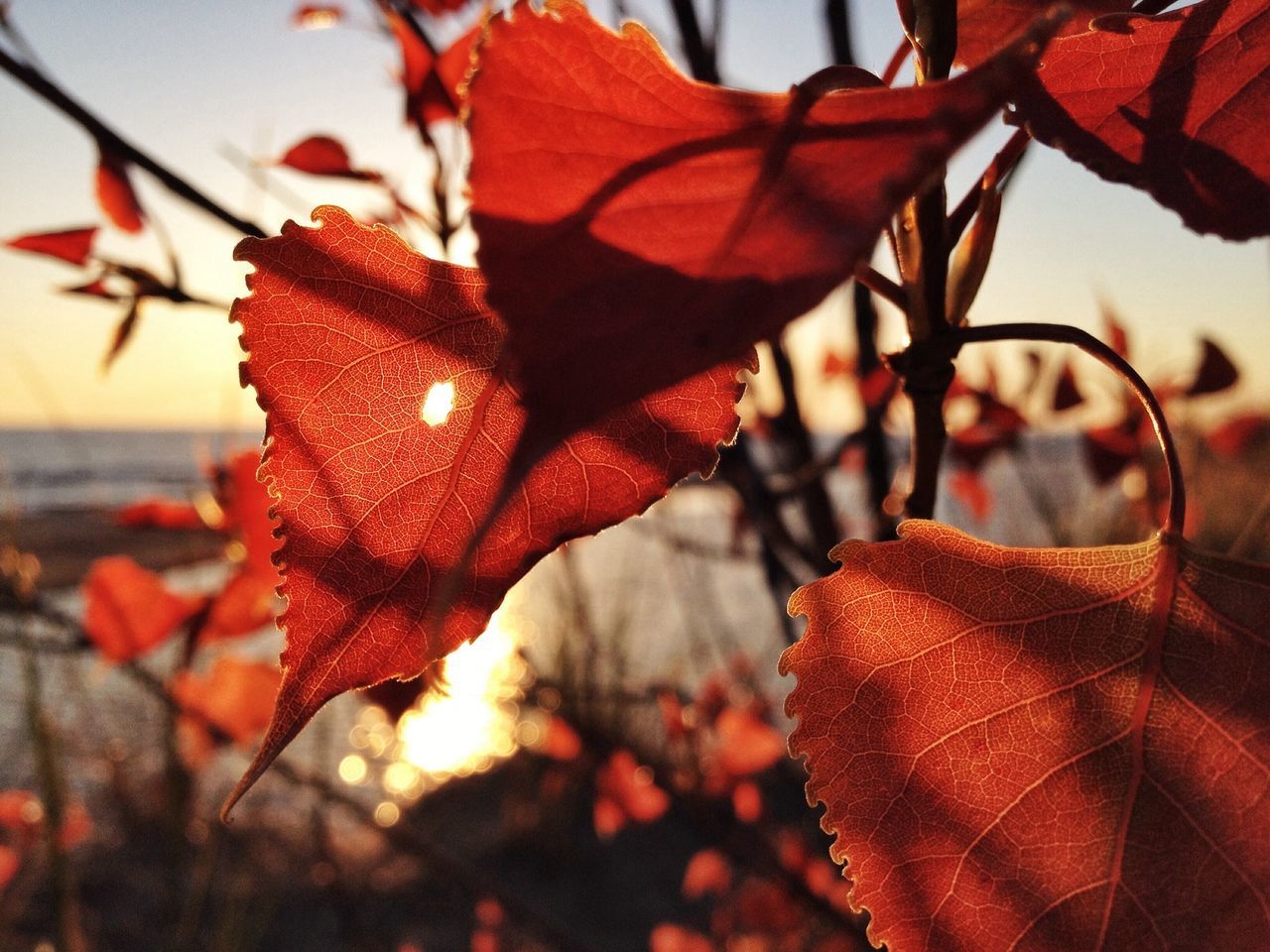 focus on foreground, leaf, close-up, season, autumn, growth, red, change, leaf vein, nature, beauty in nature, fragility, leaves, plant, orange color, maple leaf, branch, natural pattern, tranquility, outdoors