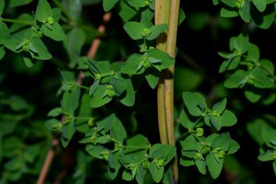 Close-up of fresh green plant