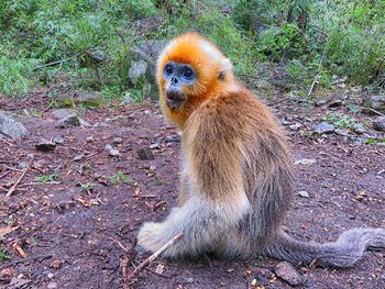 Close-up of monkey on tree