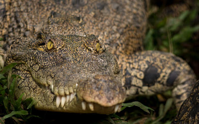 Close-up of crocodile