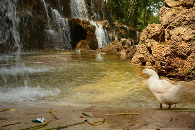 Birds perching in water