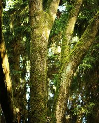 Low angle view of trees in forest