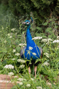 Full length of peacock in garden