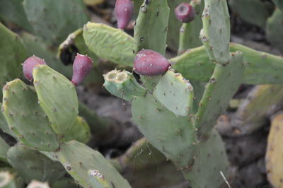 Close-up of succulent plant