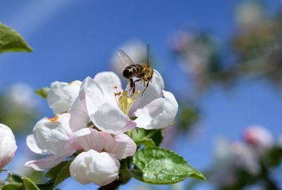 Close-up of bee on flower