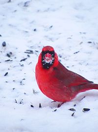 Close-up of bird perching on frozen during winter