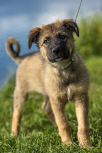 Portrait of puppy on field