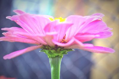 Close-up of pink flower blooming outdoors