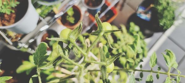 High angle view of plants growing in container