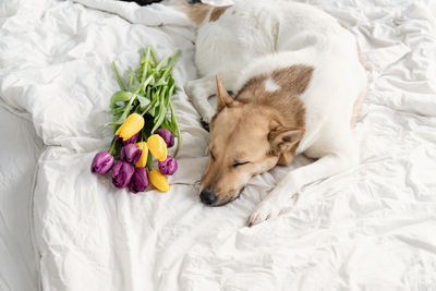 Spring tulips and dog on the bed. cute mixed breed dog lying on the bed with tulips
