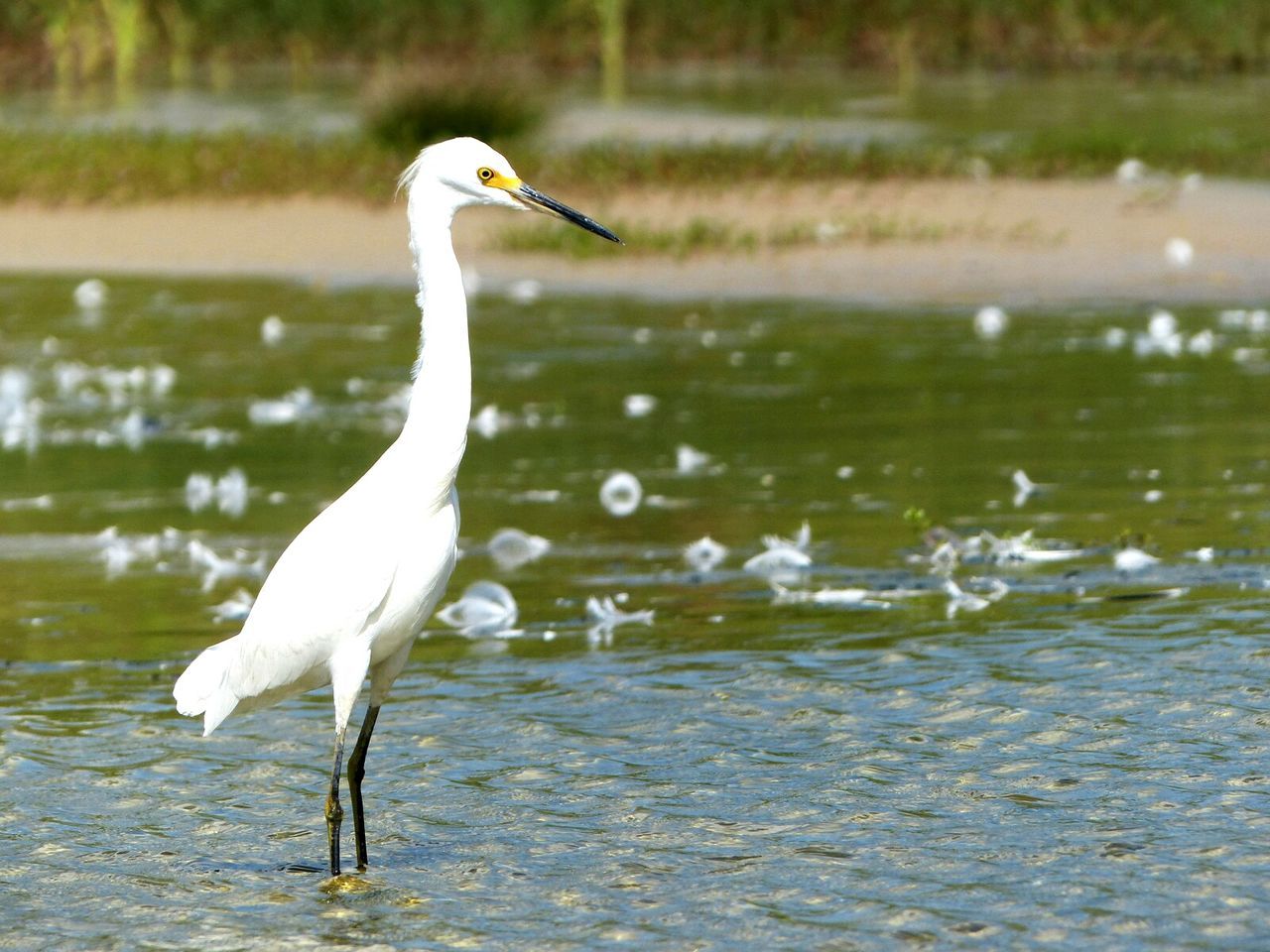 bird, animal themes, animals in the wild, wildlife, water, one animal, white color, lake, flying, seagull, spread wings, nature, focus on foreground, swan, side view, reflection, waterfront, white, outdoors, beauty in nature