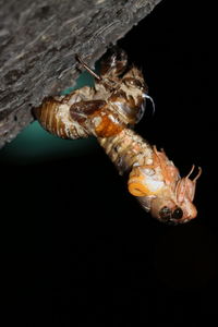 Close-up of insect